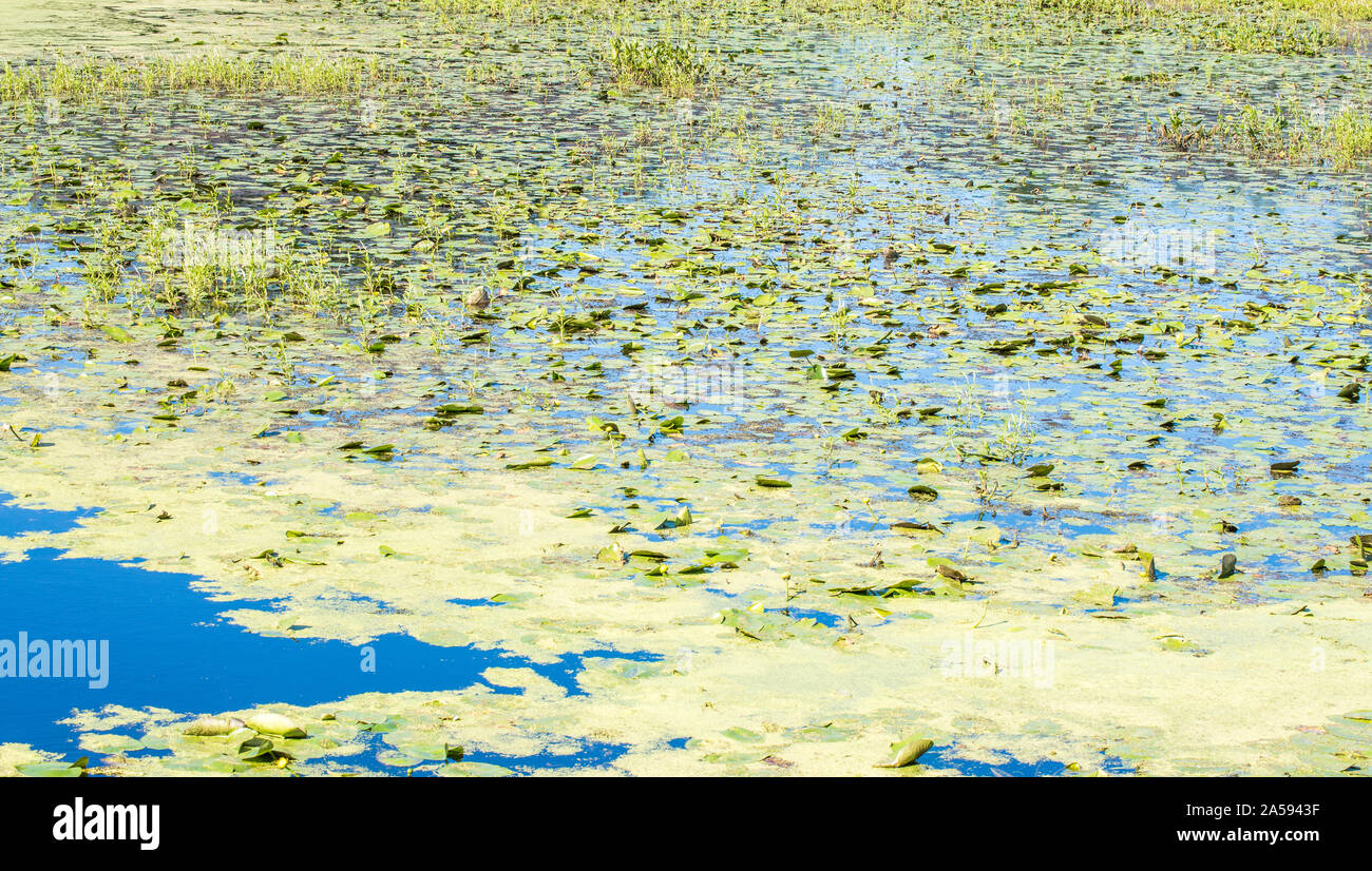 Fond écran - de minuscules fleurs jaune vert au milieu de nénuphars au Massachusetts marécage sur une journée ensoleillée Banque D'Images