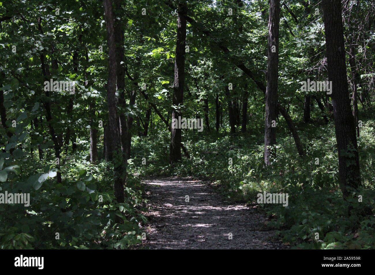 Une photo dans la forêt de la ville de Winterset pommelé avec parc du soleil filtrant à travers le couvert des arbres. Banque D'Images