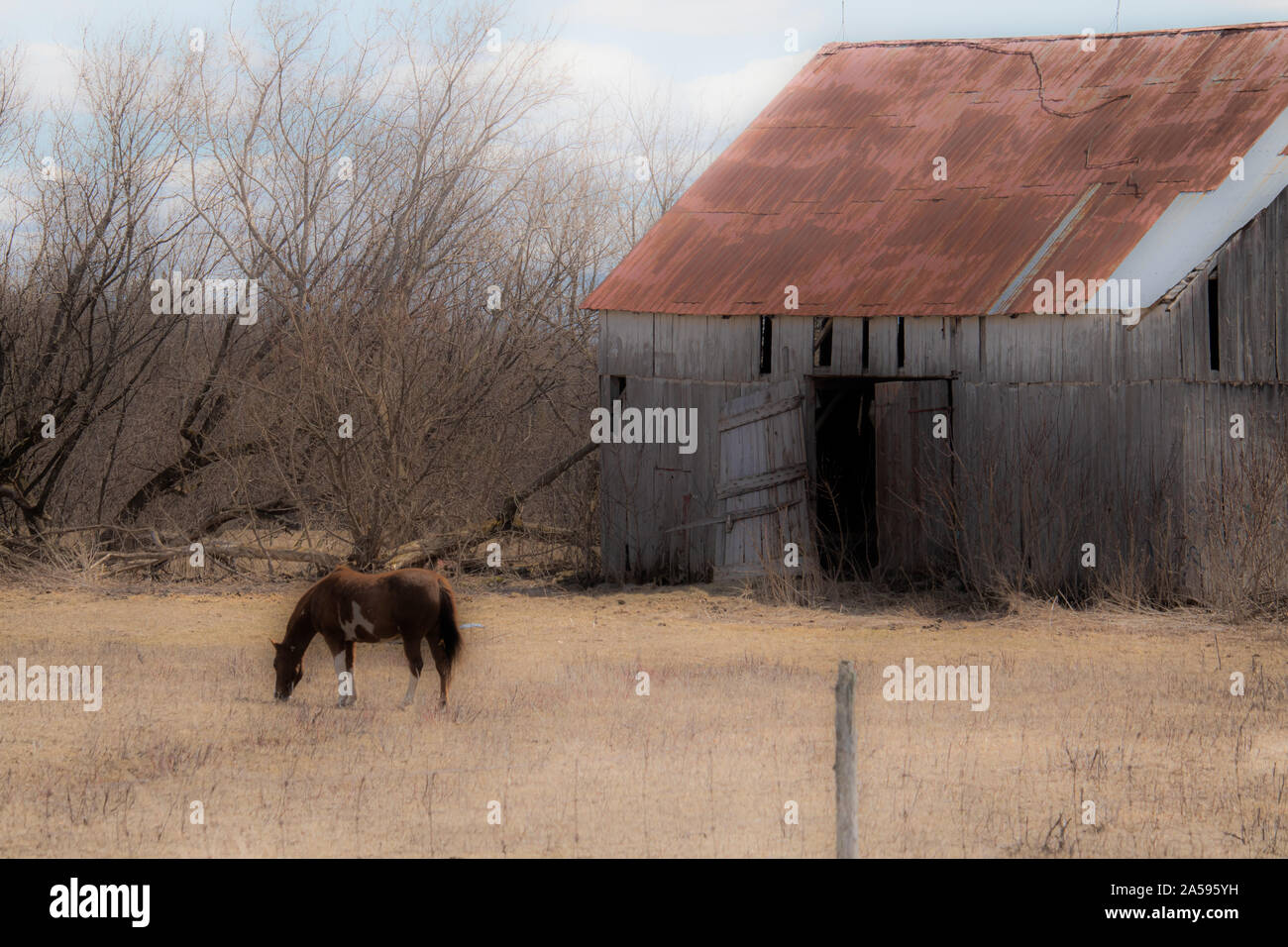 Horse et stable Banque D'Images