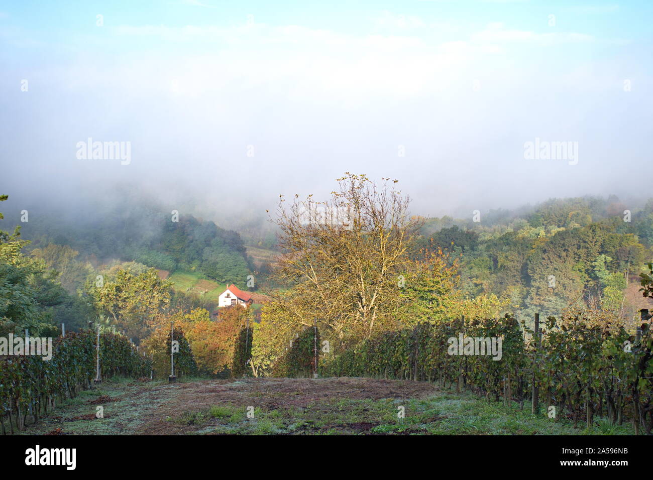 Superbe paysage d'automne avec du brouillard en Croatie - arbres sur hills Banque D'Images