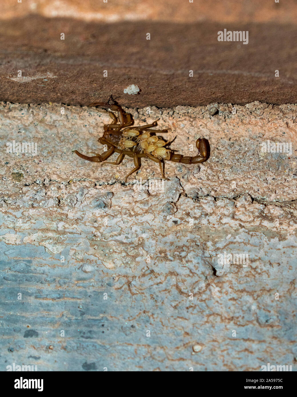Baby Scorpion Banque D Image Et Photos Alamy