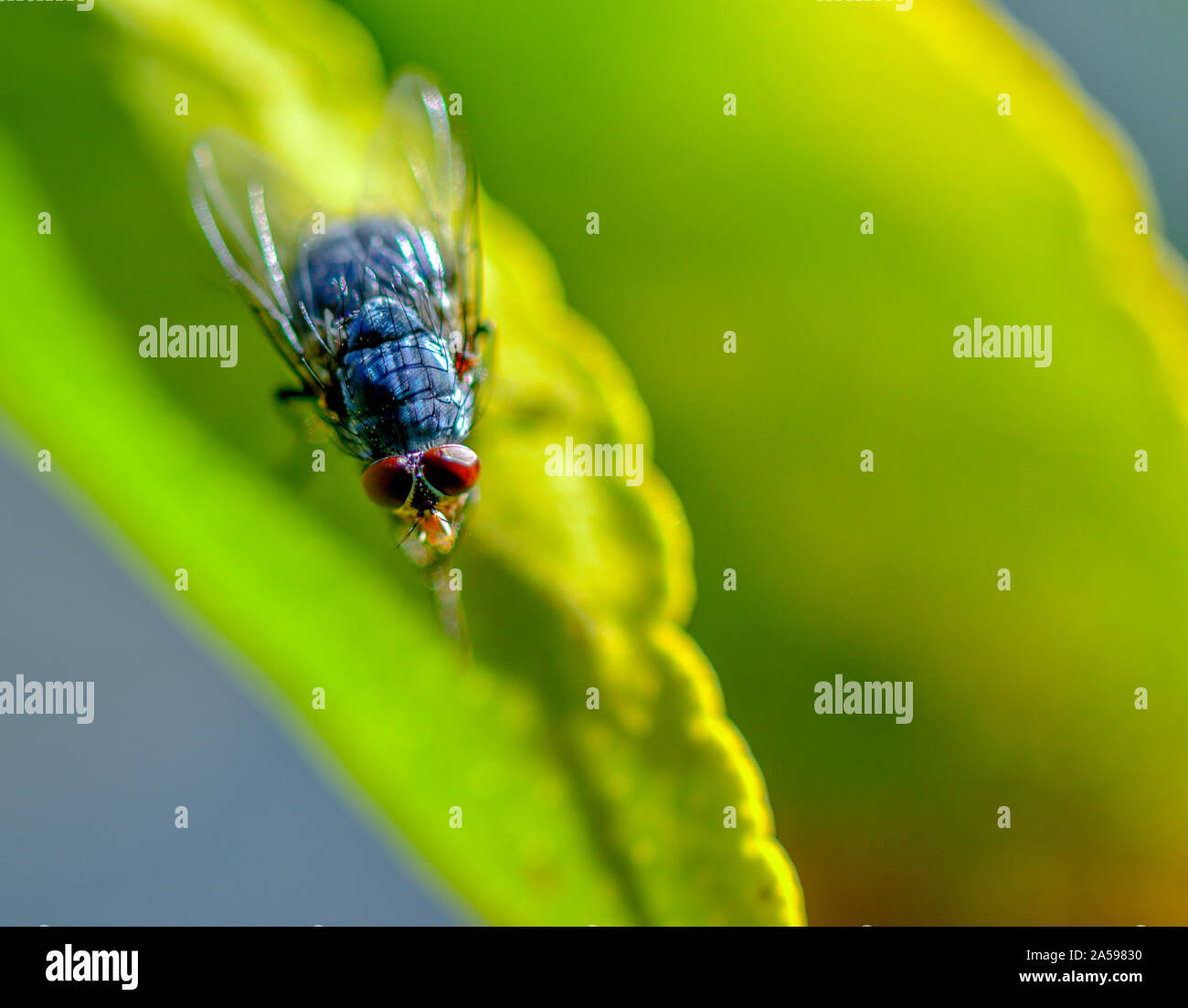 Ailes de mouche bleue et des cheveux aux yeux rouges sur feuille verte Banque D'Images