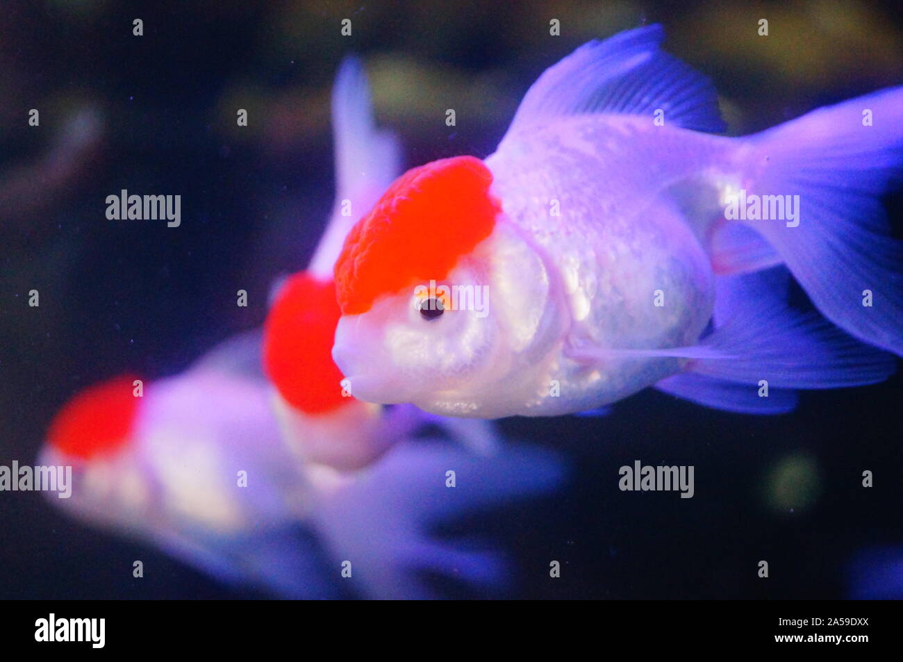 Tête de lion rouge à l'aquarium de poissons rouges Banque D'Images
