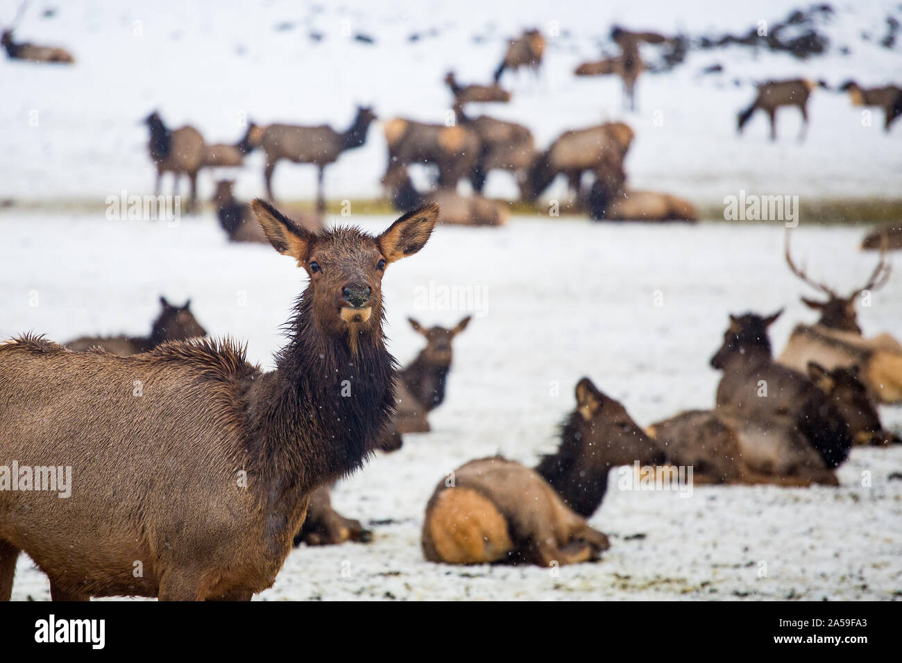 Le wapiti sauvage s'est rassemblé à la station d'alimentation de la vallée de Yakima en hiver Banque D'Images