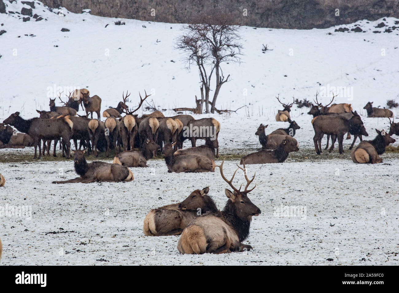 Le wapiti sauvage s'est rassemblé à la station d'alimentation de la vallée de Yakima en hiver Banque D'Images