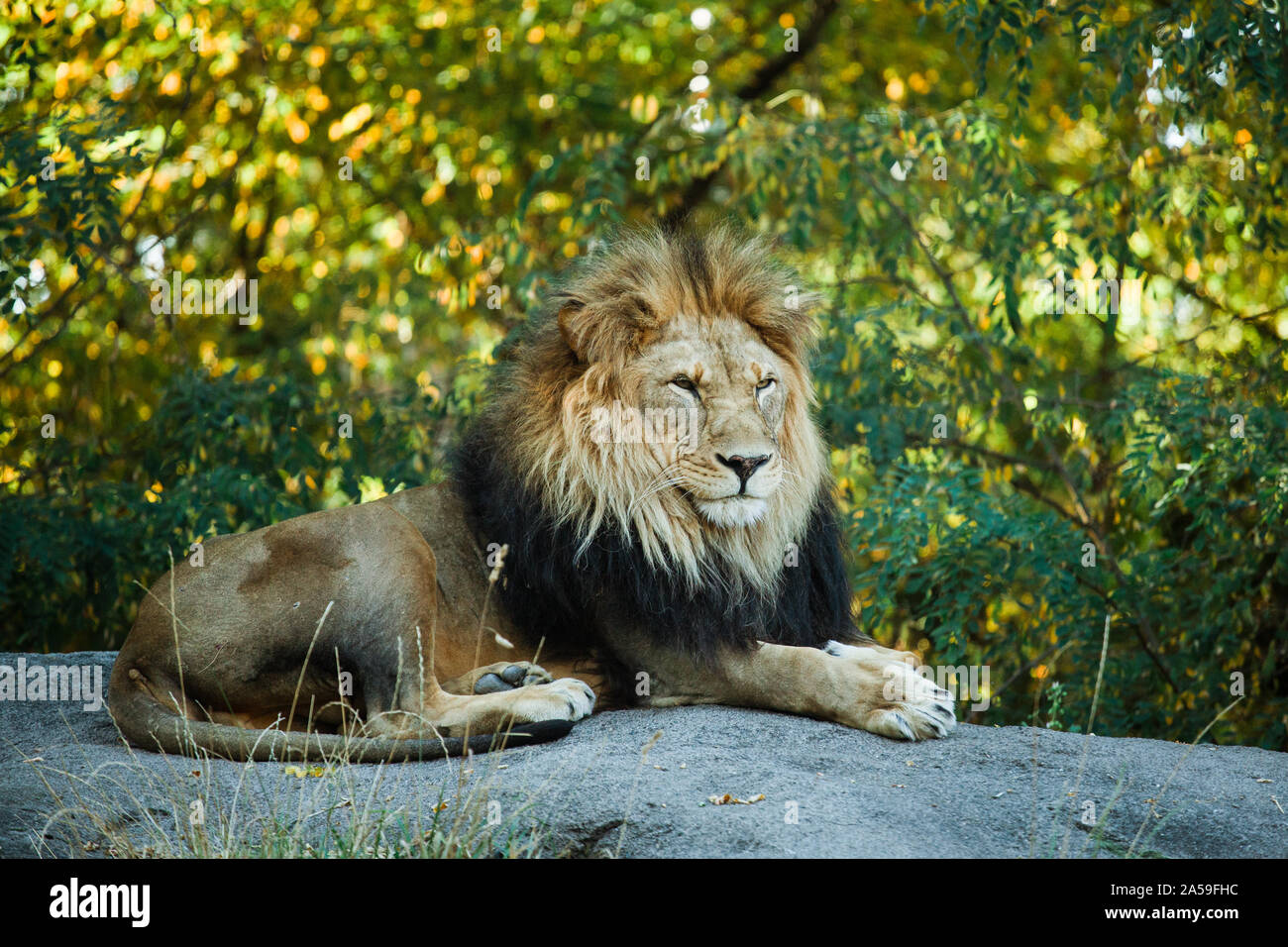lion mâle posé sur un gros rocher Banque D'Images