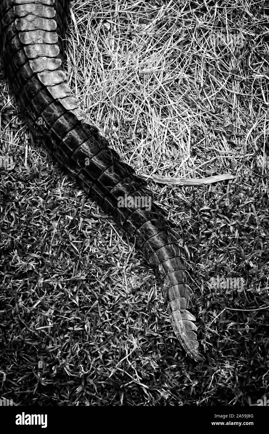 Plan vertical en niveaux de gris d'une énorme queue d'un sauvage animal sur herbe sèche Banque D'Images