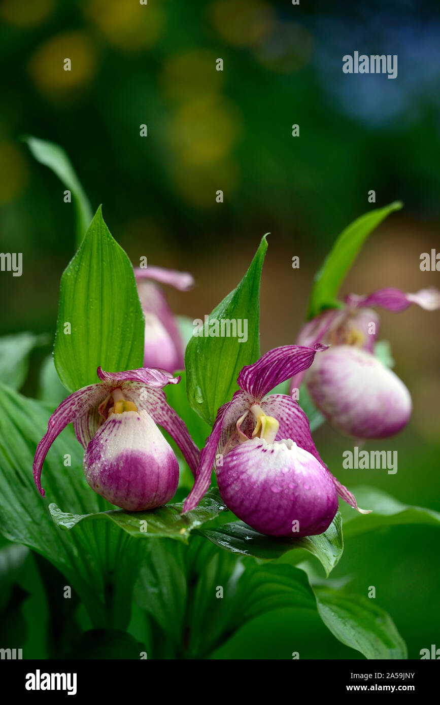 Cypripedium,Cyp,hardy,orchidées orchidée orchidées,Ladyslipper,fleurs,fleurs,flowring,violet,blanc,bicolor,slipper orchids,Lady's Slipper orchids Floral,RM Banque D'Images
