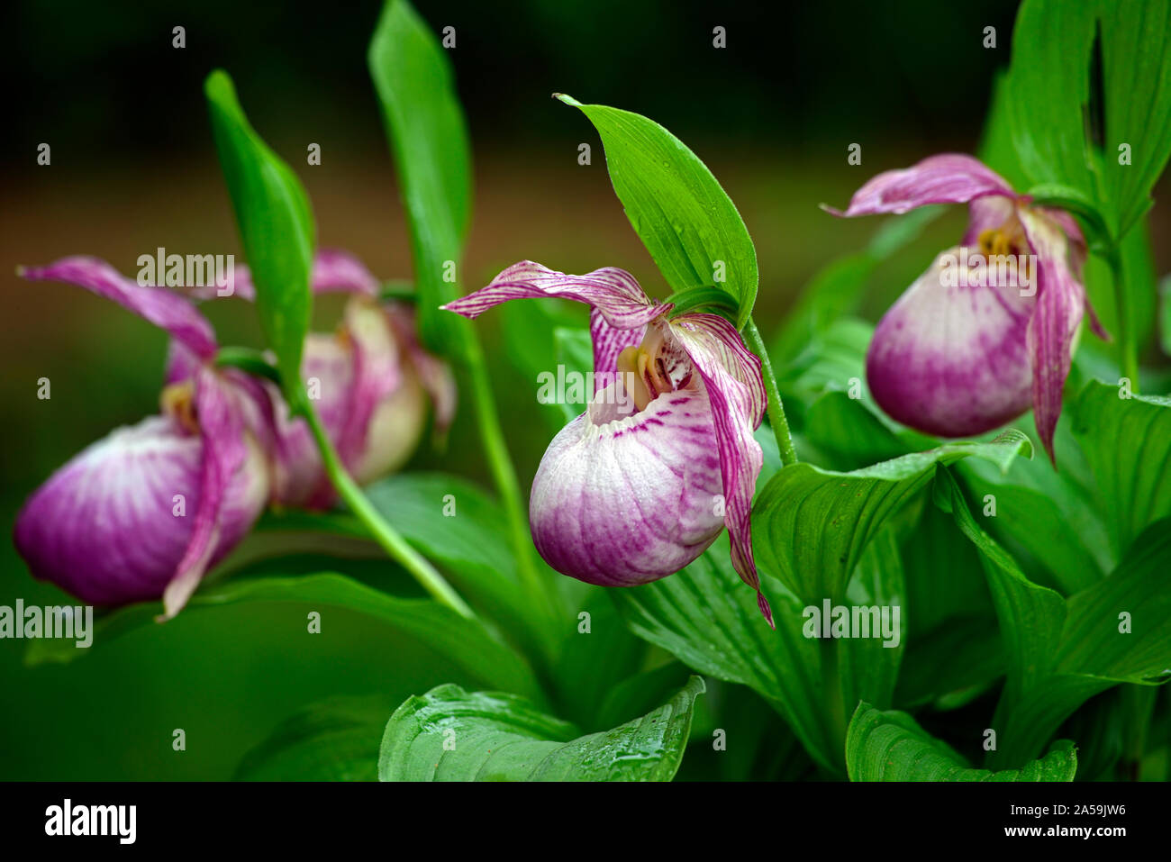 Cypripedium,Cyp,hardy,orchidées orchidée orchidées,Ladyslipper,fleurs,fleurs,flowring,violet,blanc,bicolor,slipper orchids,Lady's Slipper orchids Floral,RM Banque D'Images