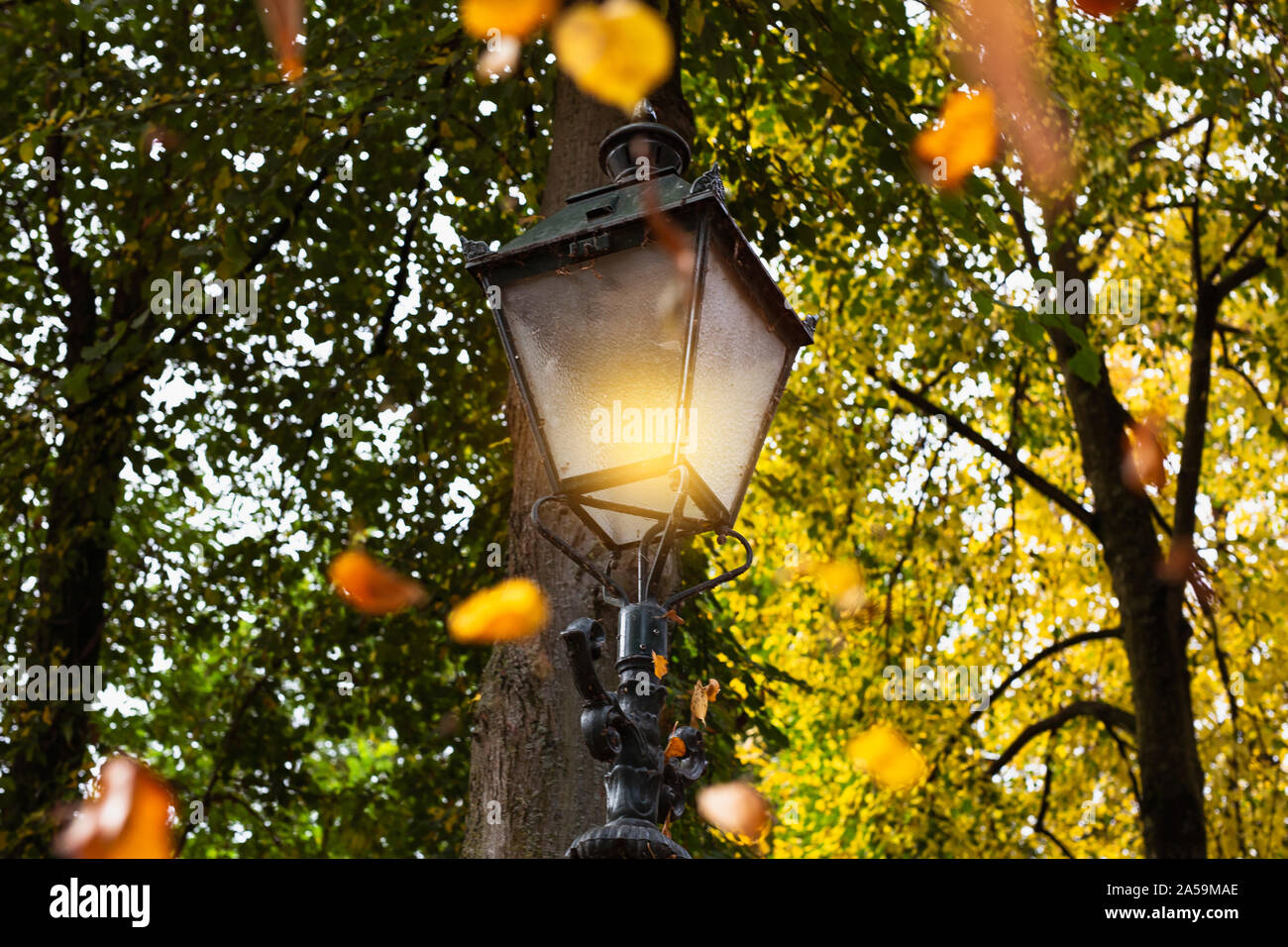 Burning lampadaire avec la chute des feuilles en automne, coloré, doré jaune et orange des couleurs dans un paysage forestier closeup Banque D'Images