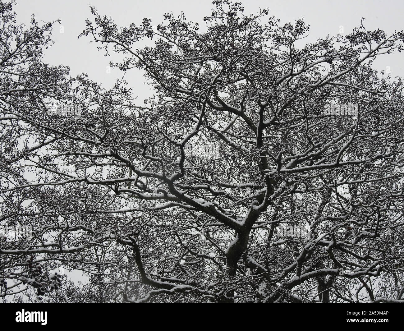 Arbre généalogique panoramique couverte de neige fraîche. Suppression sous forme de branches d'arbre avec de la neige. Banque D'Images