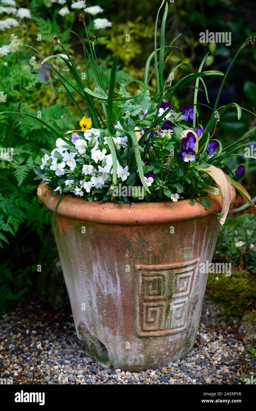 Pot en terre cuite,container,affichage,patio,plantes plantes à massifs,alto,violette,jardin,fleurs,fleurs,fleurs,fendu,copeaux,casse,Floral RM Banque D'Images