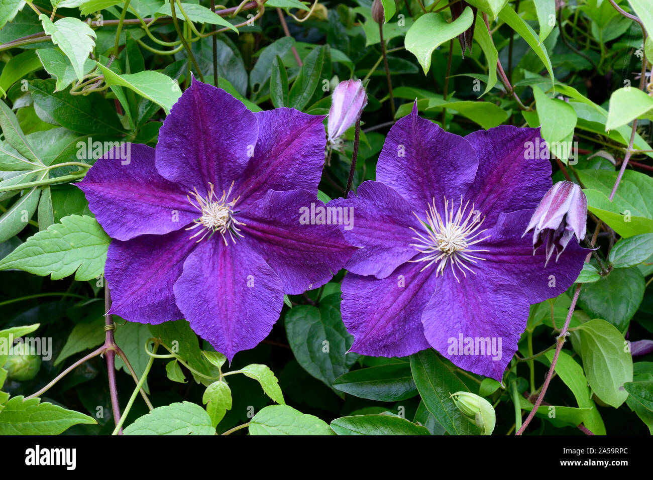 Clematis. Type Lasurstern Close up de deux fleurs. Banque D'Images