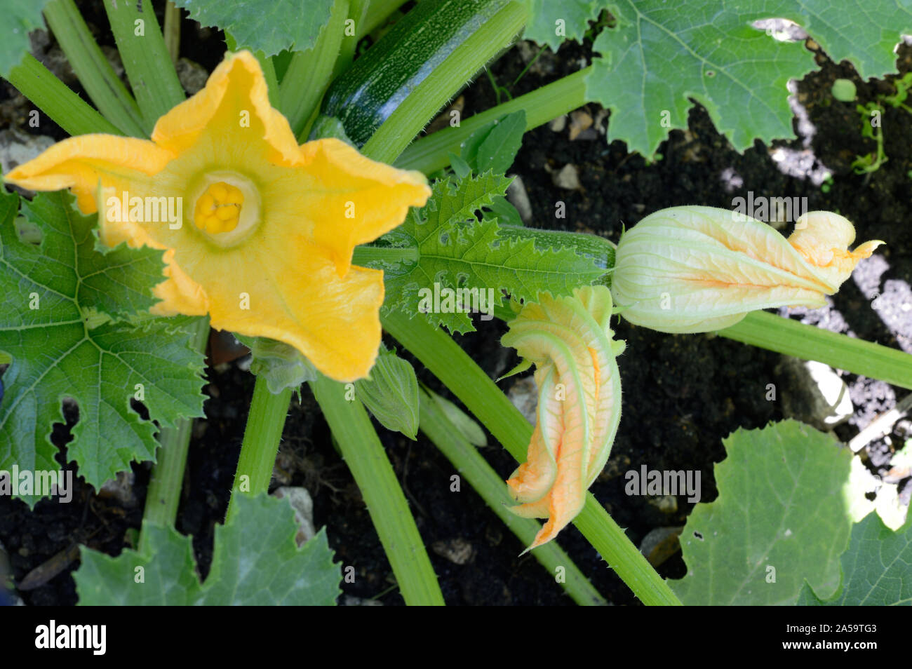 Jardin des courgettes Banque de photographies et d’images à haute — free download