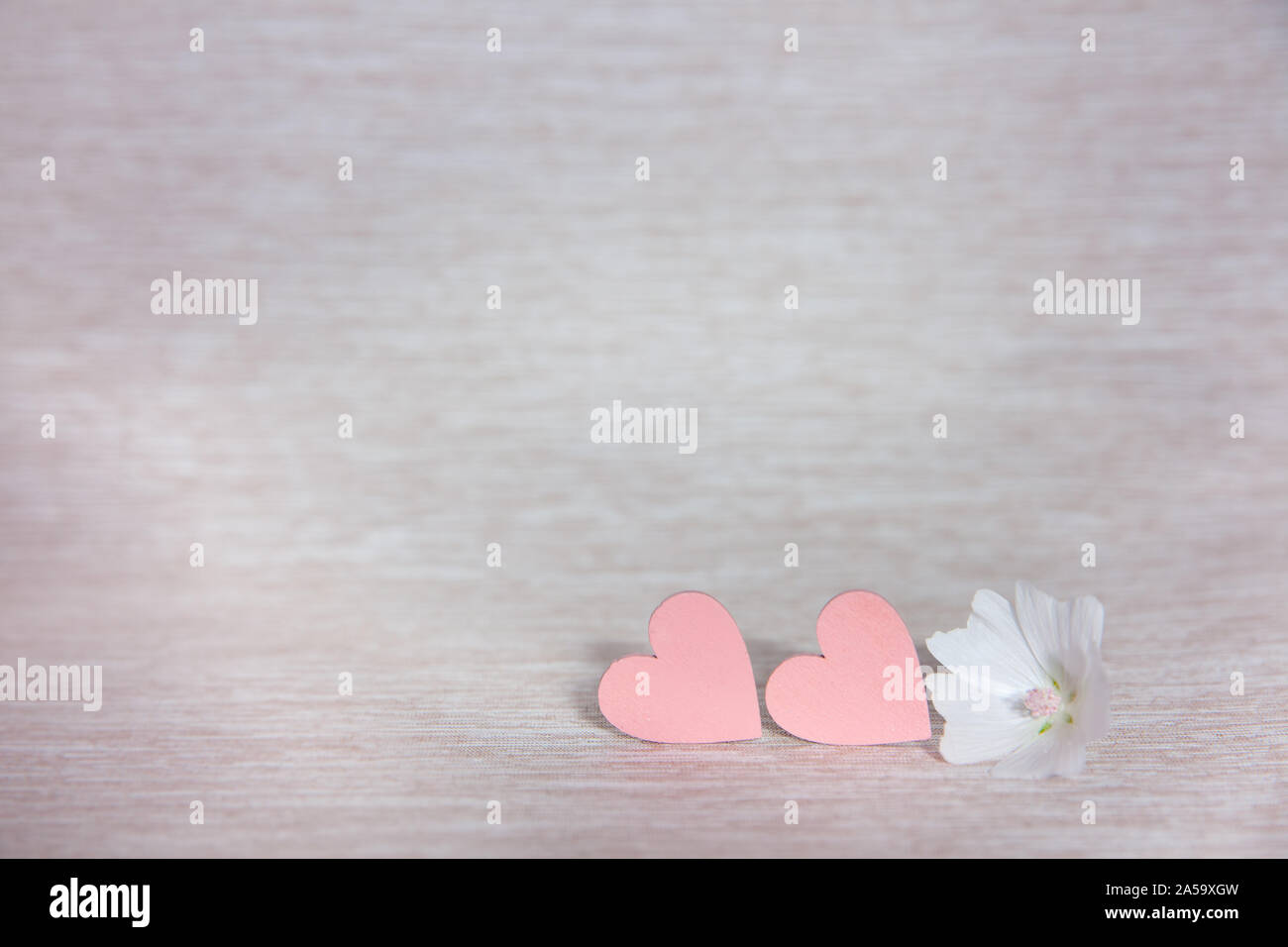 Deux cœurs. Arrière-plan de félicitations avec coeurs roses. Le jour de la Saint-Valentin. Coeur et fleur blanche. Banque D'Images