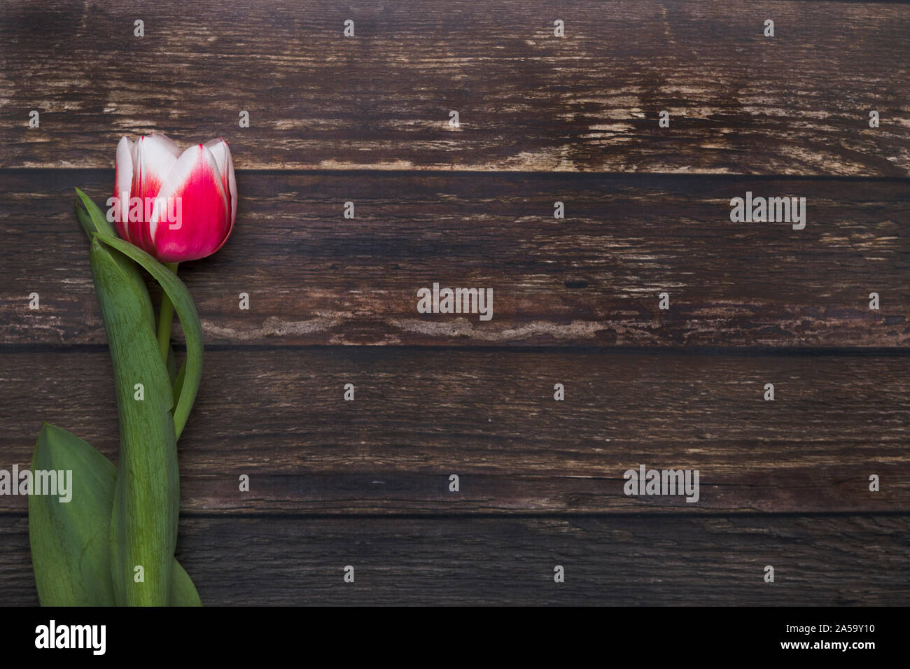 Une tulipe étendu sur la terre vue laïcs vu de dessus. La fleur rose et blanc est sur une table en bois rustique, et il y a trop d'espace aux ro Banque D'Images