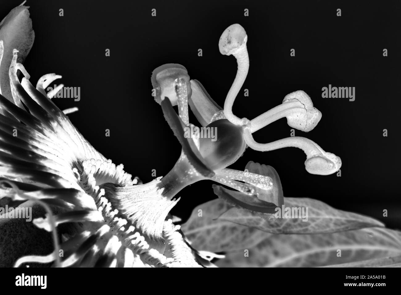 Close up photographie de Passiflora Caerulea des étamines des fleurs, de la stigmatisation et de filaments pourpres Banque D'Images