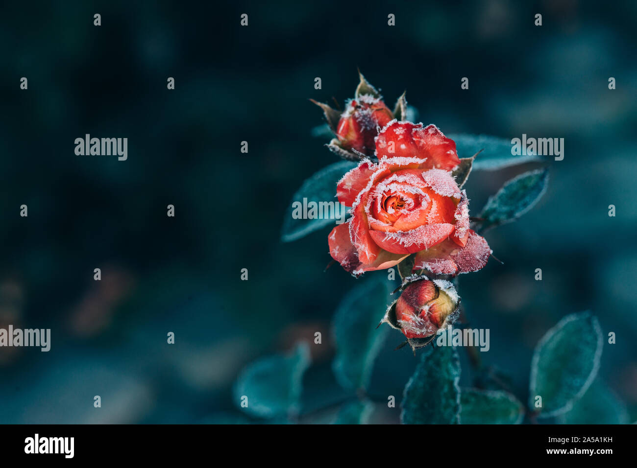 Frozen roses après le gel de nuit en automne, tonique nature background Banque D'Images