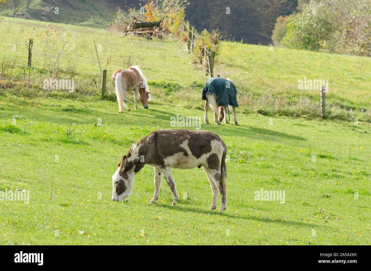 Equus africanus asinus âne domestique, sur un pâturage à la campagne Banque D'Images