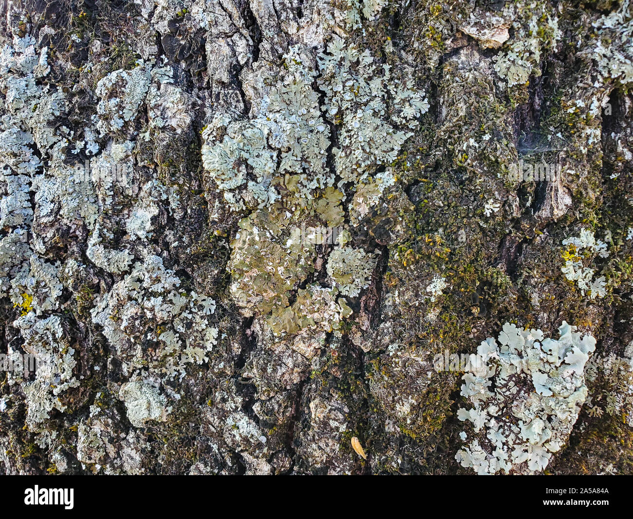 L'écorce des arbres sauvages âgés de chêne, bois texture papier peint naturel pattern Banque D'Images