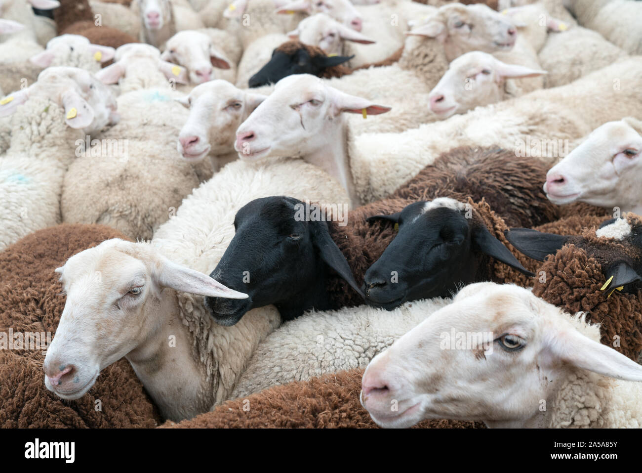 Savognin, GR / Suisse, - 12 octobre 2019 : un troupeau de moutons entassés dans un corral avant d'être tondus pour leur laine Banque D'Images