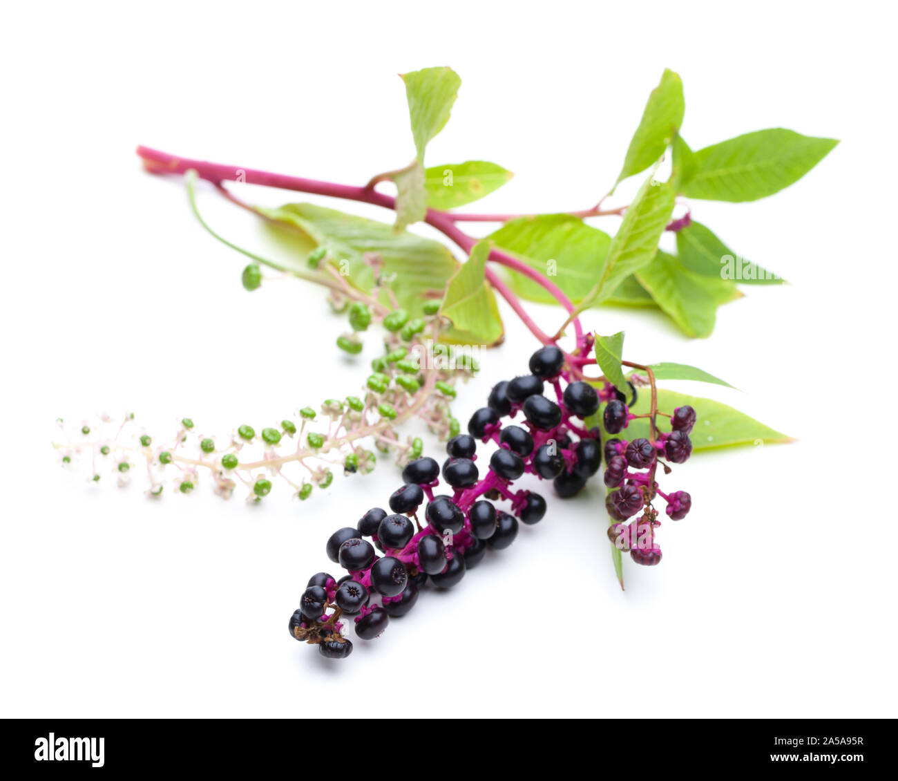 Du phytolaque (pokeweed) Américains (Phytolacca americana) - Fleurs et fruits rouges Banque D'Images