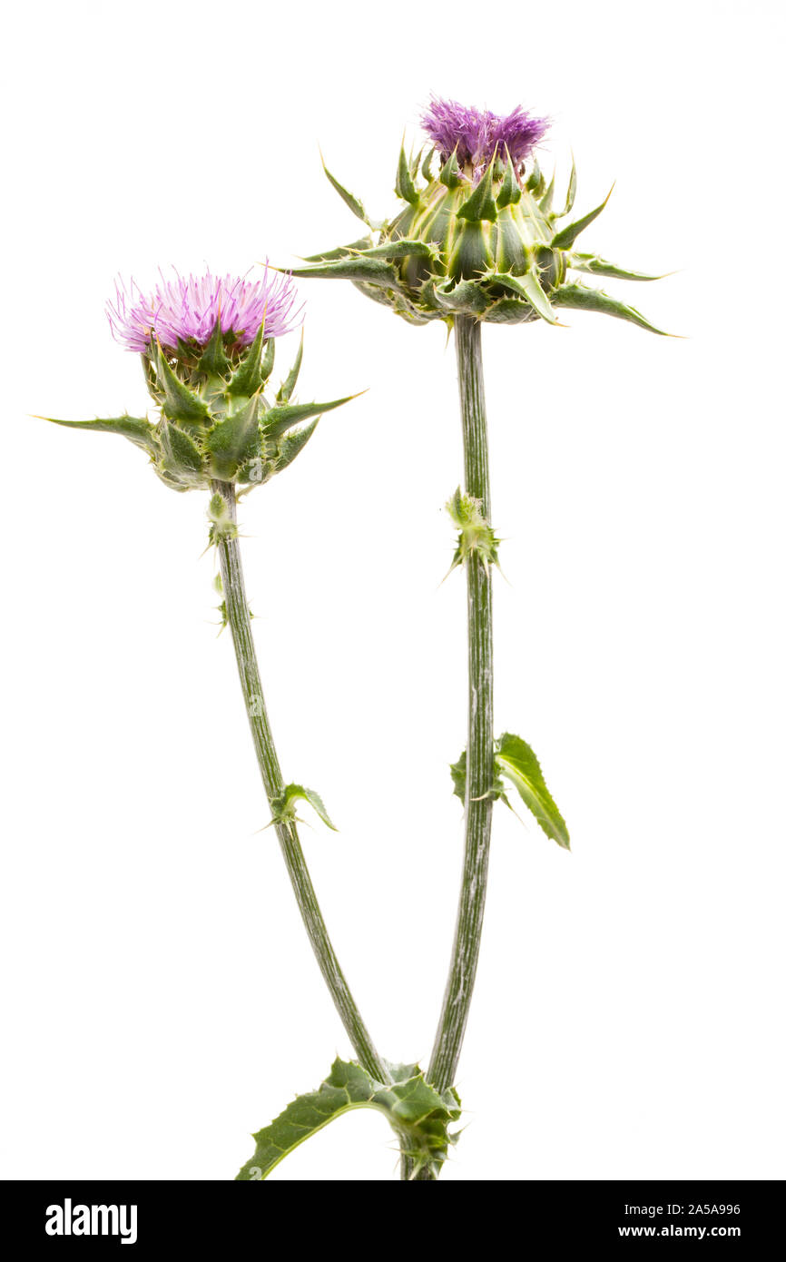 Le chardon-Marie (Silybum marianum) Fleurs et tiges Banque D'Images