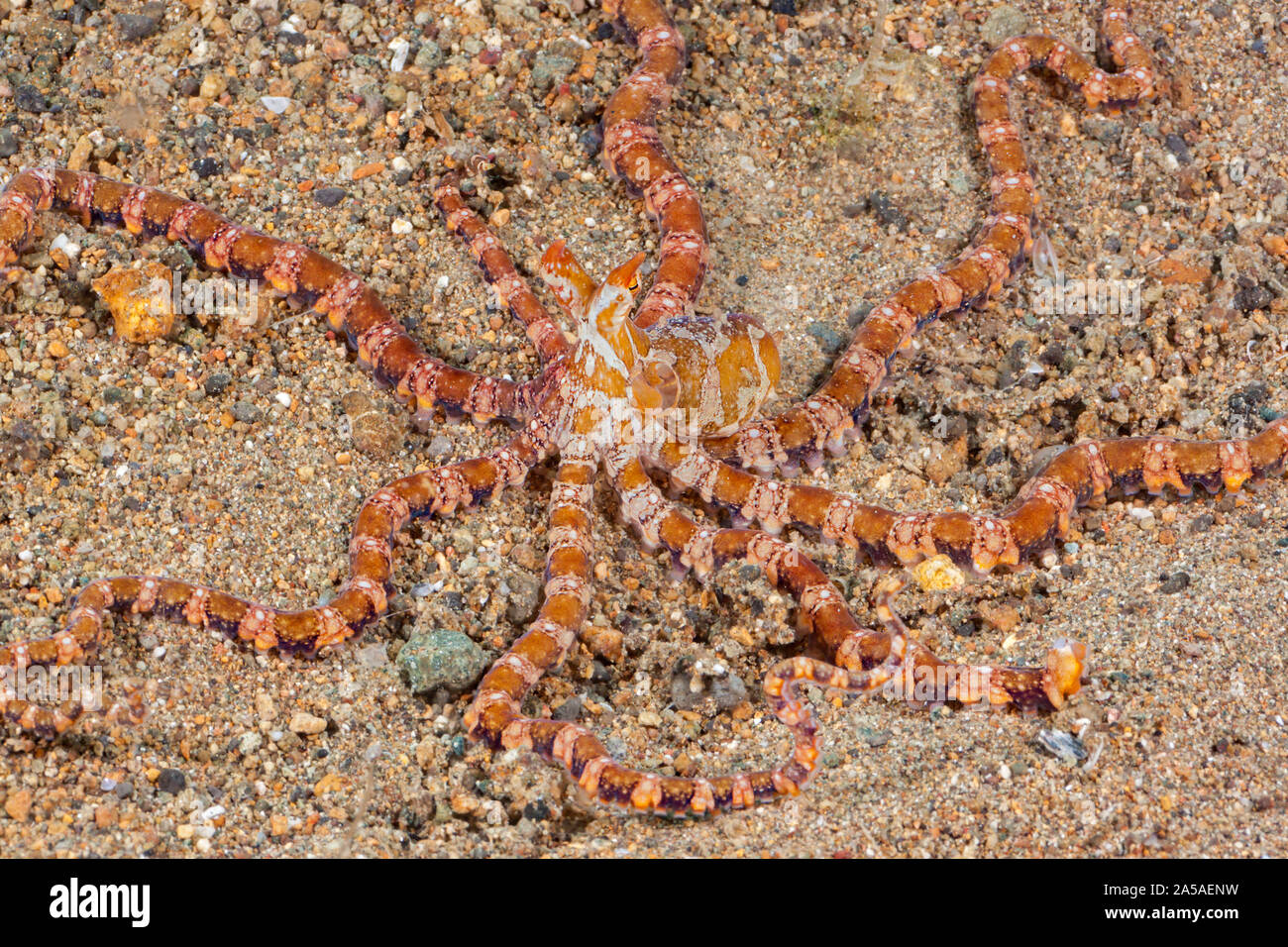 Thaumoctopus mimicus Mimic octopus, Philippines. Certains croient que ce poulpe imite volontairement l'apparence d'autres animaux comme une forme de ca Banque D'Images