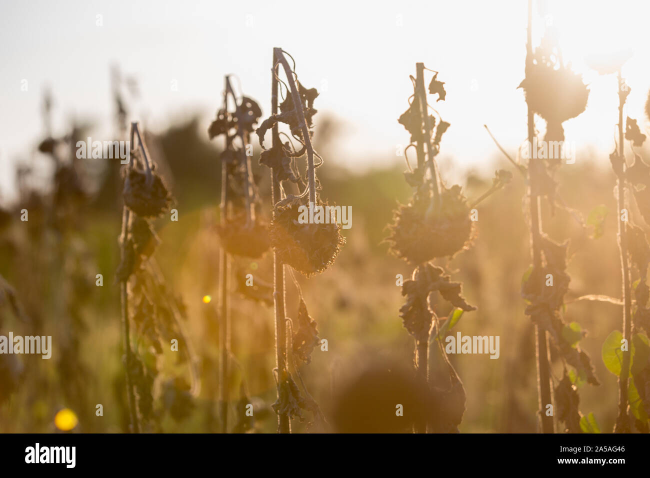 Les tournesols fanés Vintage dans le champ d'été Banque D'Images