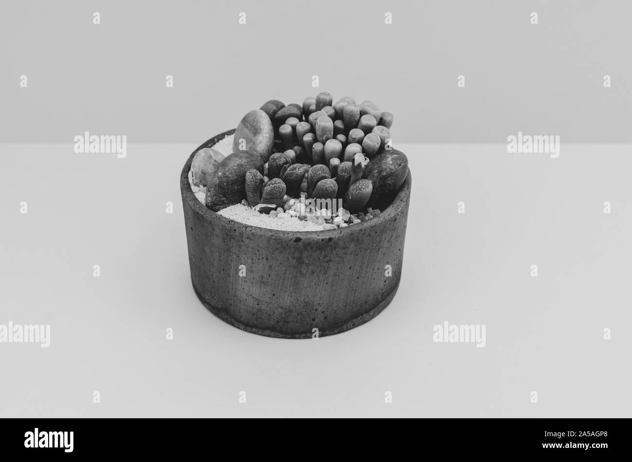 Plantes à fleurs décoratives vygies composition moderne Banque D'Images