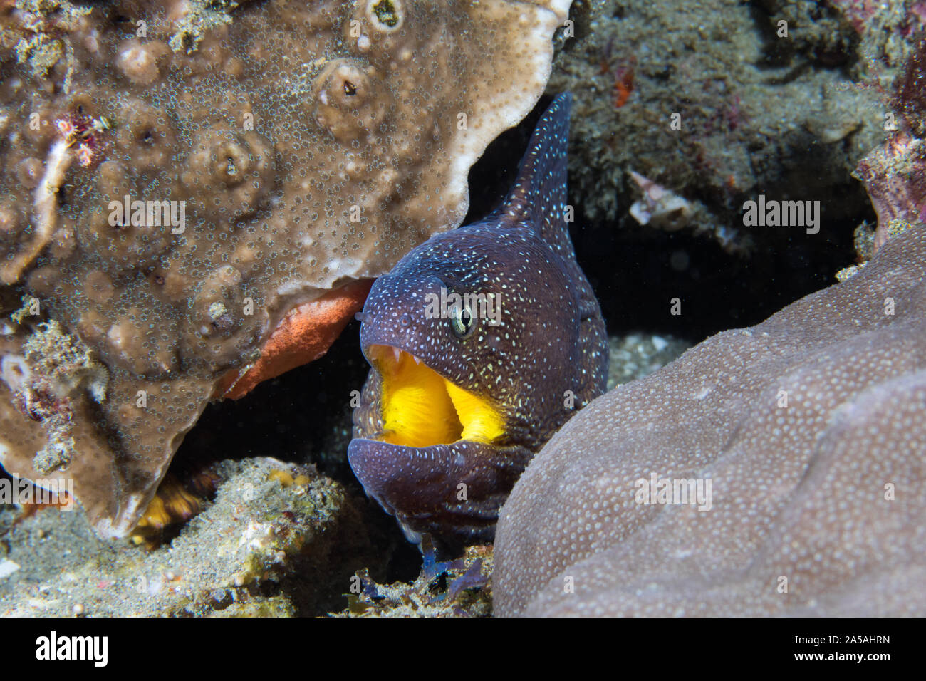 La fièvre jaune étoilé ou moray moray (Gymnothorax nudivomer) close up avec sa bouche ouverte. Banque D'Images