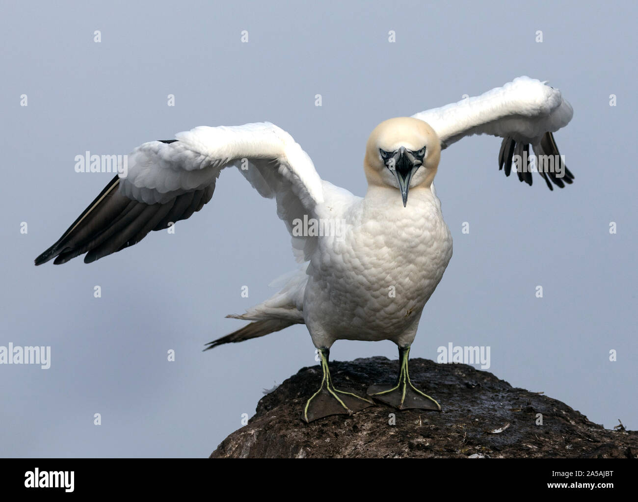Gannet ( Morus bassanus) avec projet de loi, photographié à Bass Rock, Firth of Forth, Écosse, Royaume-Uni. Les gantets sont de grands oiseaux de mer avec une énorme étendue d'aile. Banque D'Images