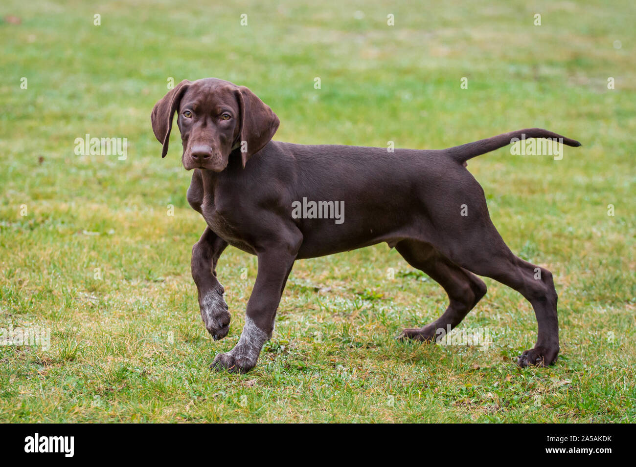 Braque Allemand chiot debout Banque D'Images
