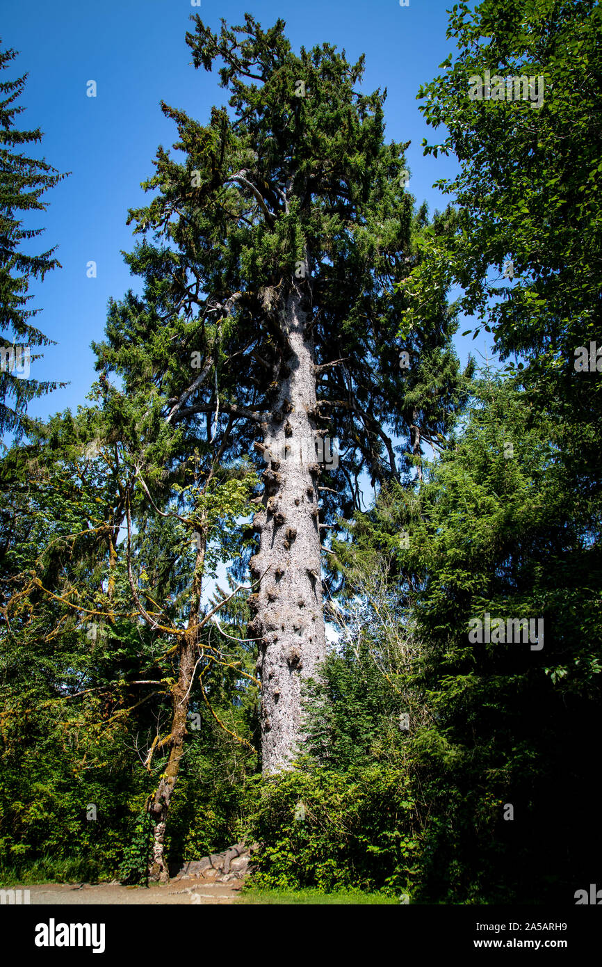 Dans la forêt Banque D'Images