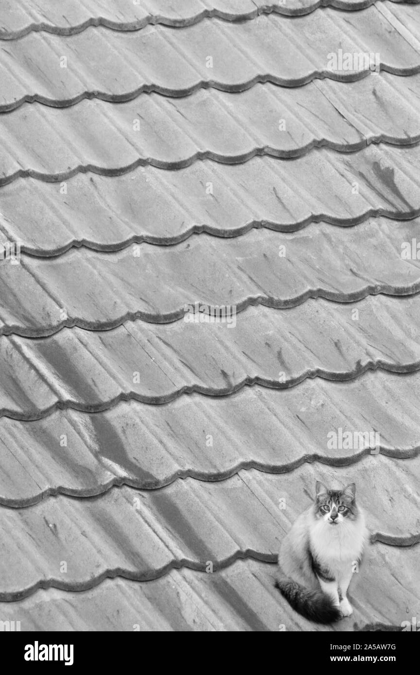 Photo verticale d'un chat noir et blanc assis sur un toit avec un regard surpris sur son visage Banque D'Images