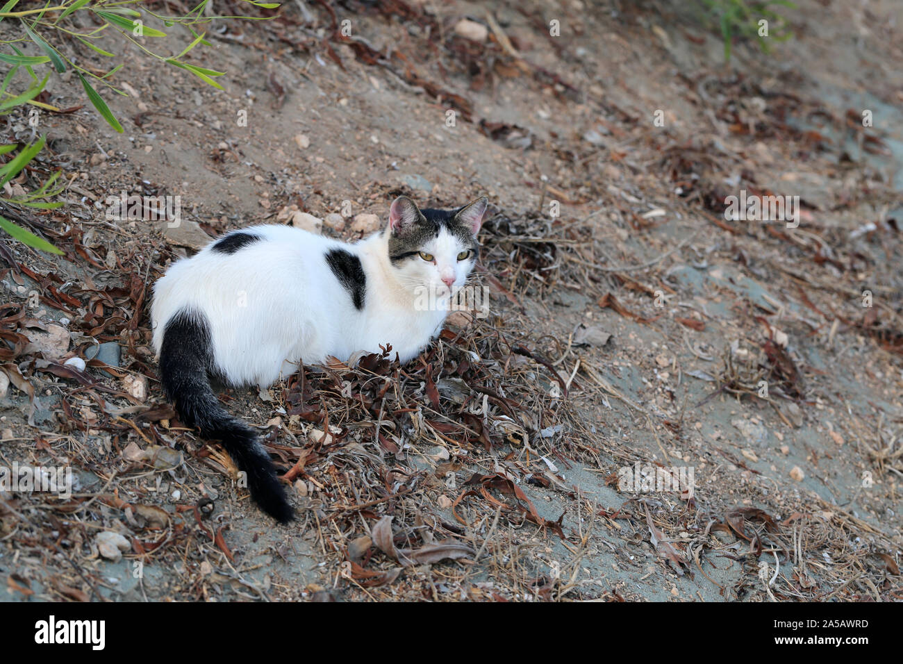 Wild cat adultes vivant à Chypre. Mignon, doux et blanc et poilu chat noir. Ce chat est allongé sur le sol l'air fatigué. Le sable et les feuilles mortes autour de Banque D'Images