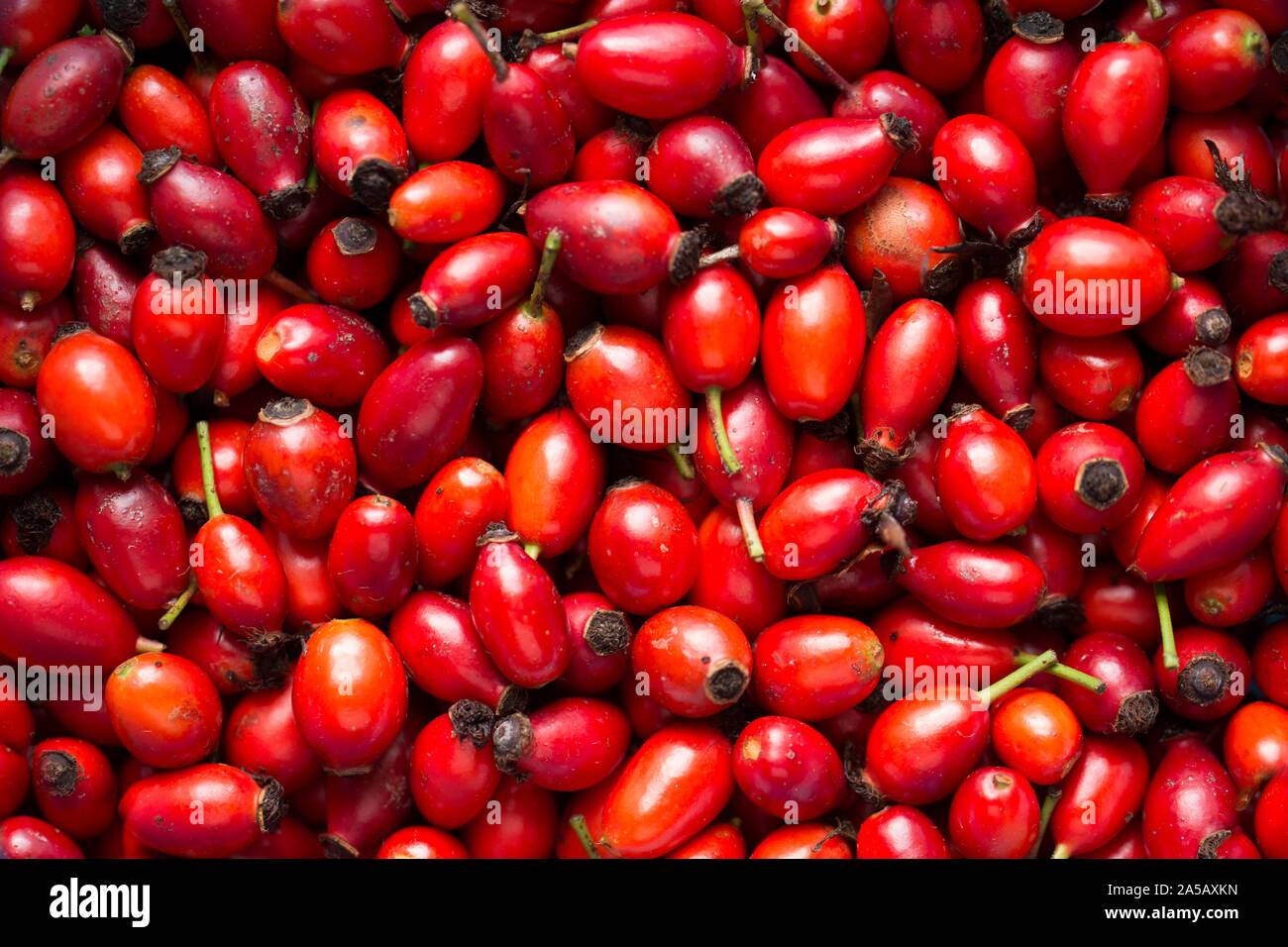 Matières, ripe rosehips qui ont été recueillis à partir de rosiers poussant le long d'un sentier public. Ils seront utilisés pour faire du sirop de rose musquée. Dorset Angleterre U Banque D'Images