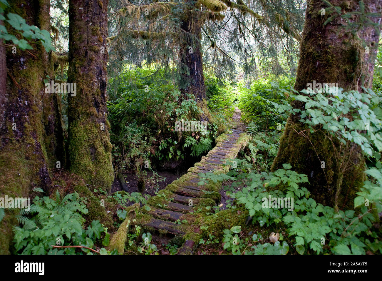 Un sentier de randonnée ci-dessous moussus épicéas de Sitka dans le vieux conifères croissance de la forêt du Grand Ours, près de Ocean Falls, Colombie-Britannique, Canada. Banque D'Images