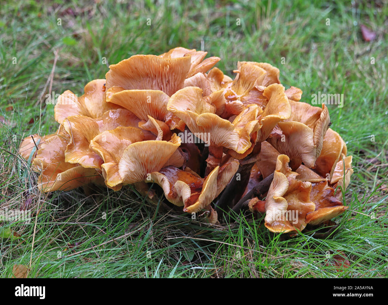 Close up of Jack OÕLantern les champignons dans les bois en pleine croissance Banque D'Images