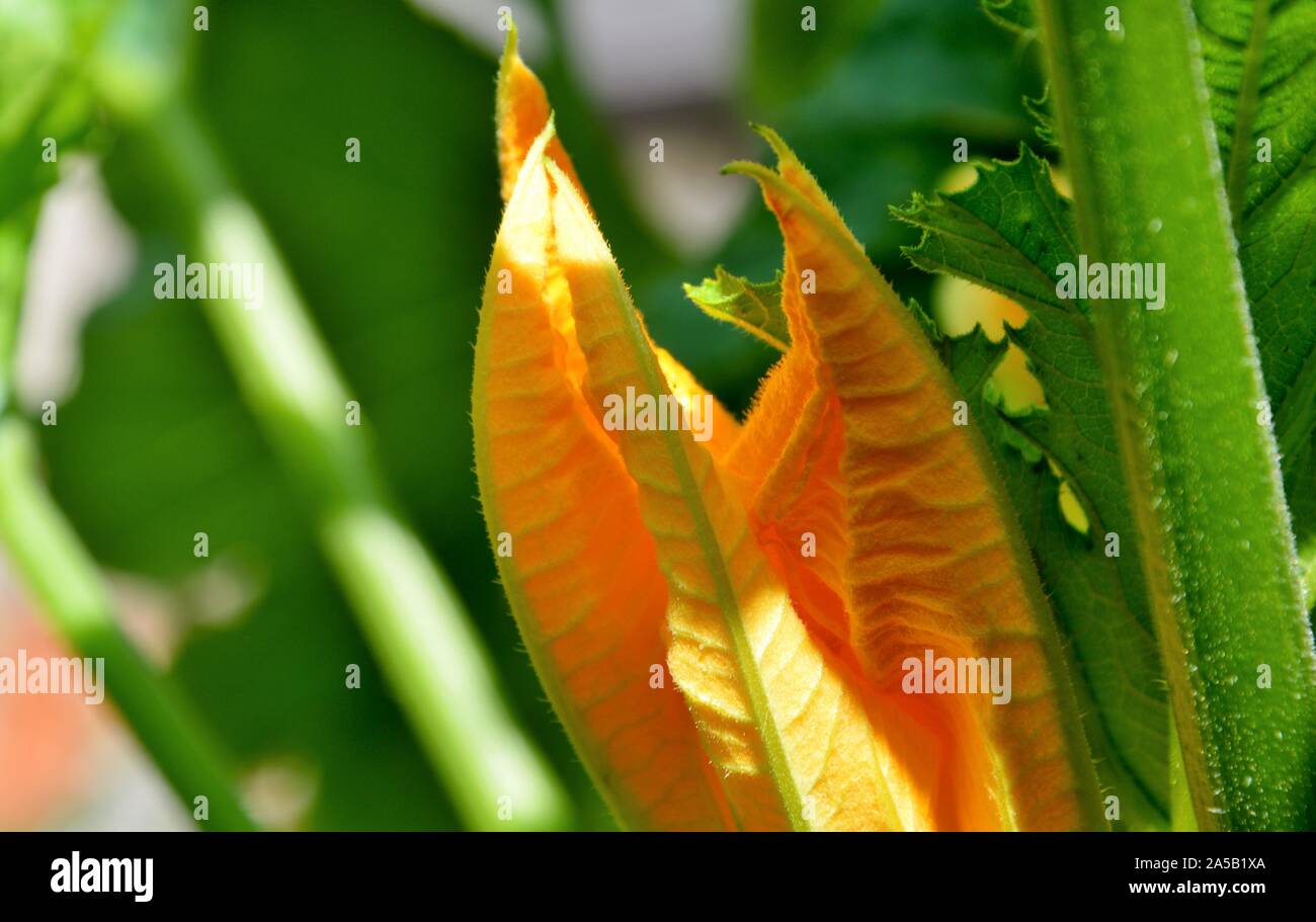 Fleur de courgette prêt à ouvrir en été dans un allotissement à Nimègue aux Pays-Bas Banque D'Images