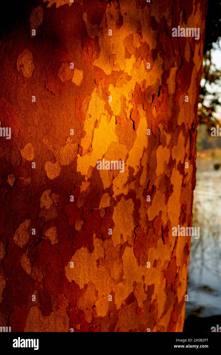 Sycamore Tree bark brillants dans le soleil du soir Banque D'Images