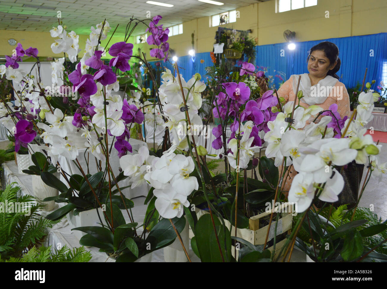 (191019) -- BANGALORE, le 19 octobre 2019 (Xinhua) -- un visiteur consulte orchid expose à l'Orchid Show à Bangalore, Inde, le 19 octobre 2019. (Str/AFP) Banque D'Images