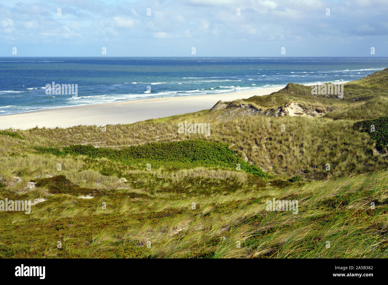 Une plage de sable lumineux vert, envahis par les dunes et la mer bleue. La côte de l'île de Sylt Schleswig-Holstein, Allemagne en été. Banque D'Images