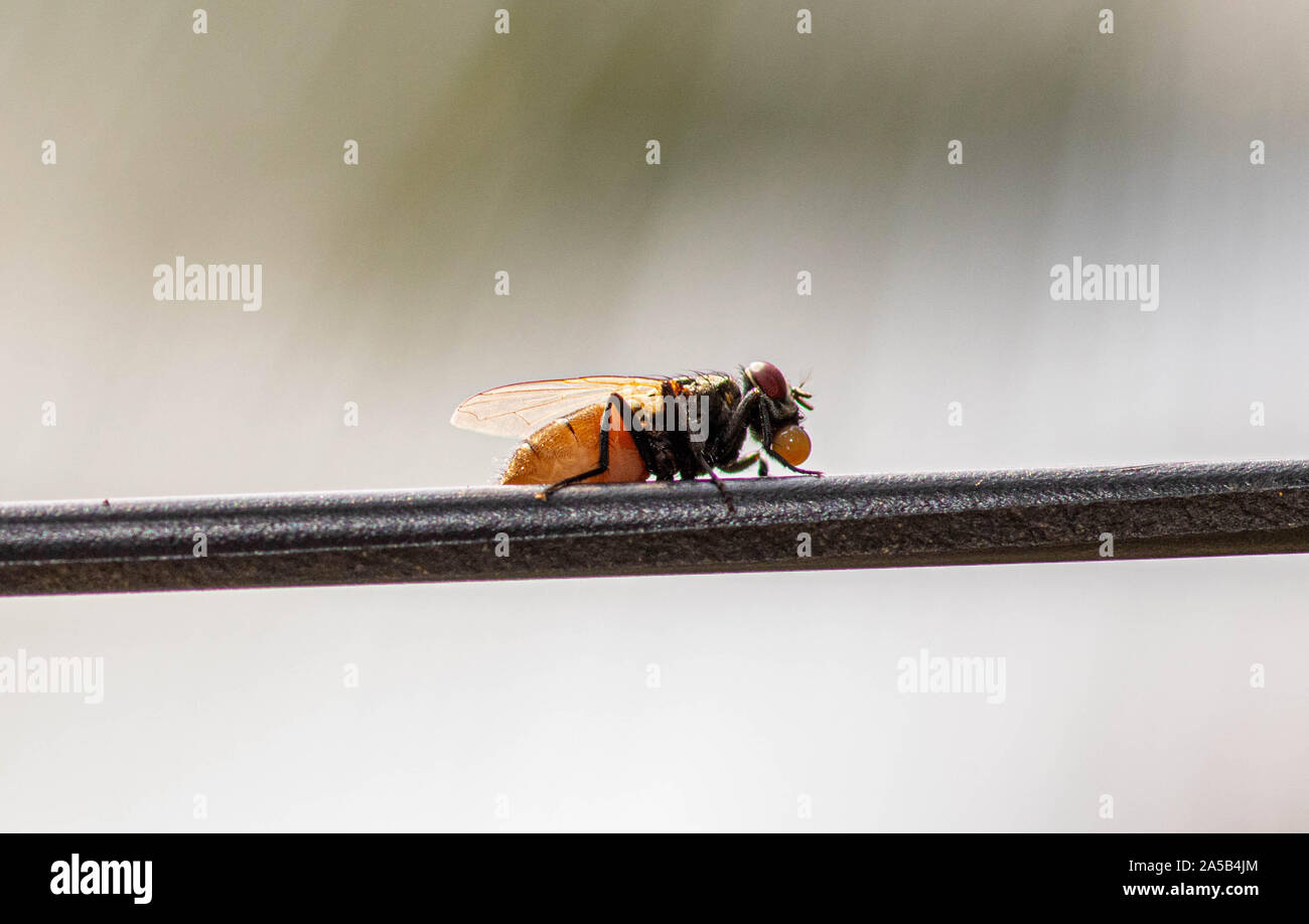 Voler sur un top d'un incendie - macro photographie d'insectes Mouche - Banque D'Images