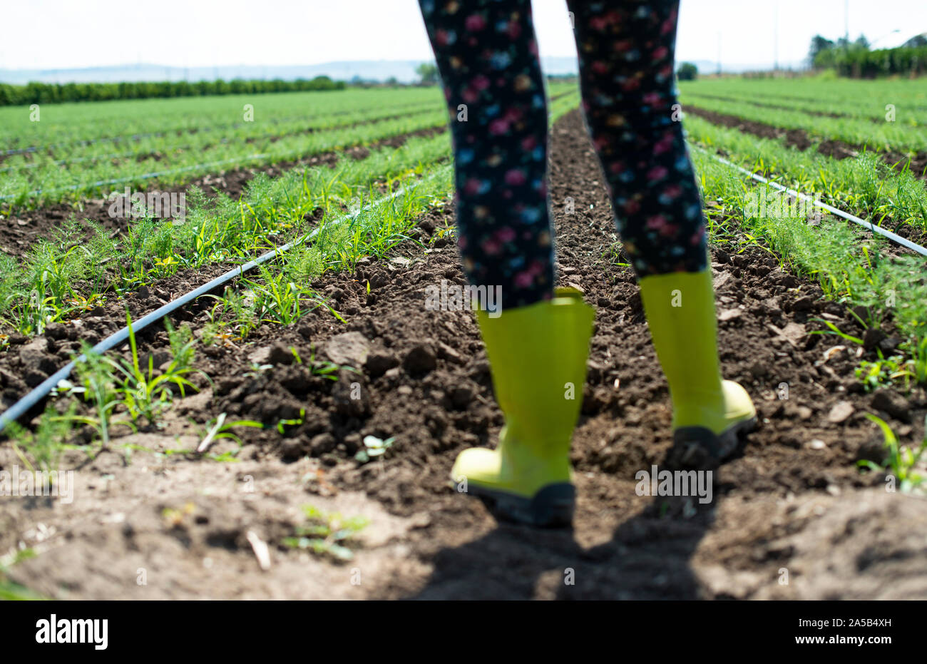 Avec des bottes agricultrice au fenouil plantation. Fenouil croissante dans de grandes exploitations agricoles industrielles. Banque D'Images