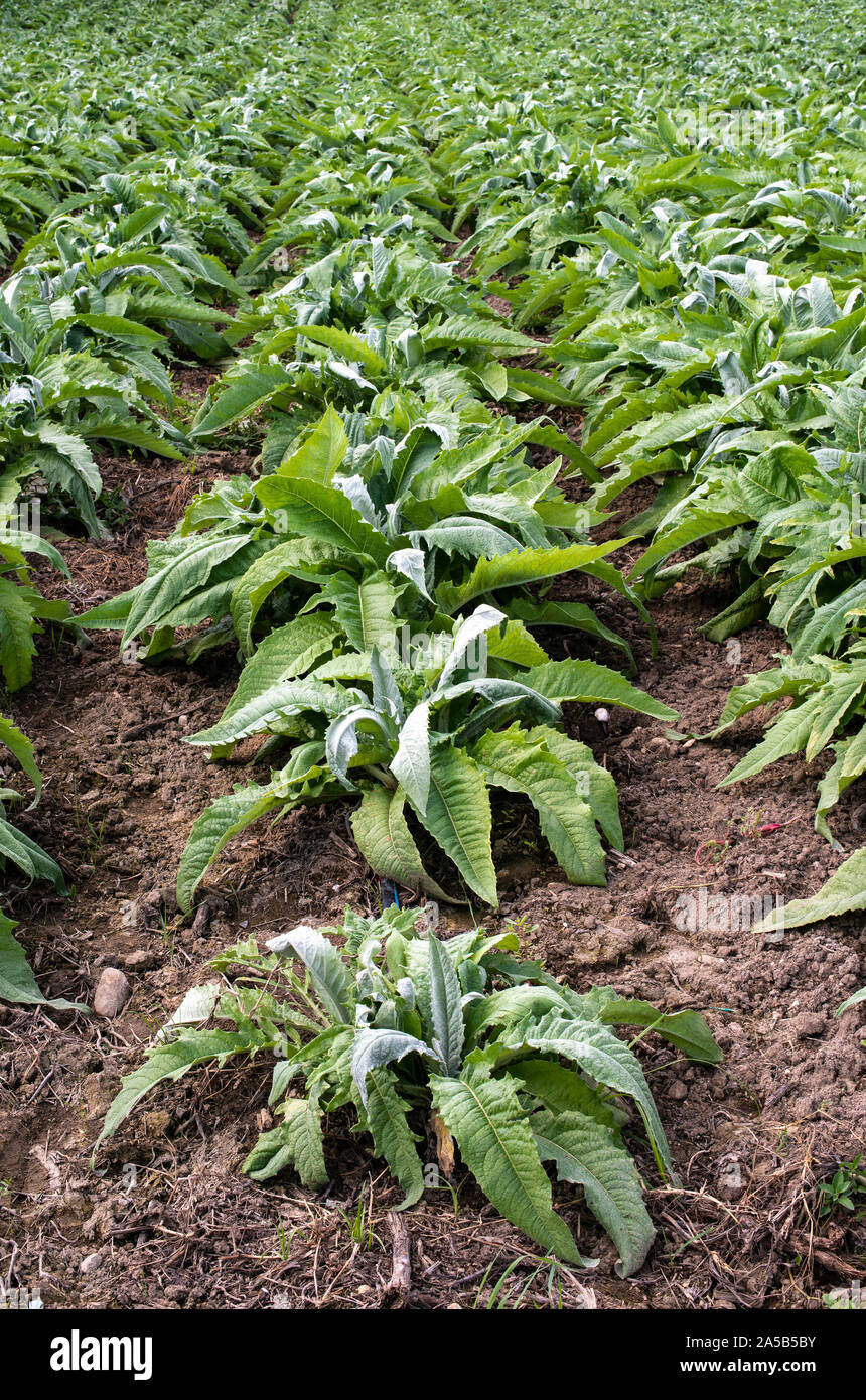 Dans les rangées de plantation industrielle d'artichaut. Artichaut croissant dans une grande ferme. Banque D'Images Dans les rangées de plantation industrielle d'artichaut. Artichaut croissant dans une grande ferme. Banque D'Images