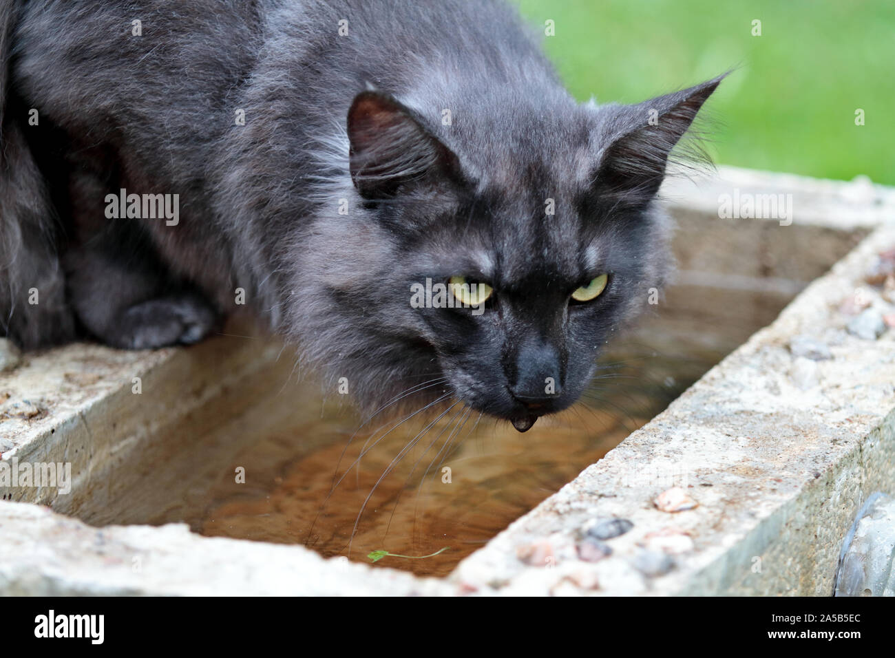 Chat norvégien un homme buvant à une piscine en béton Banque D'Images