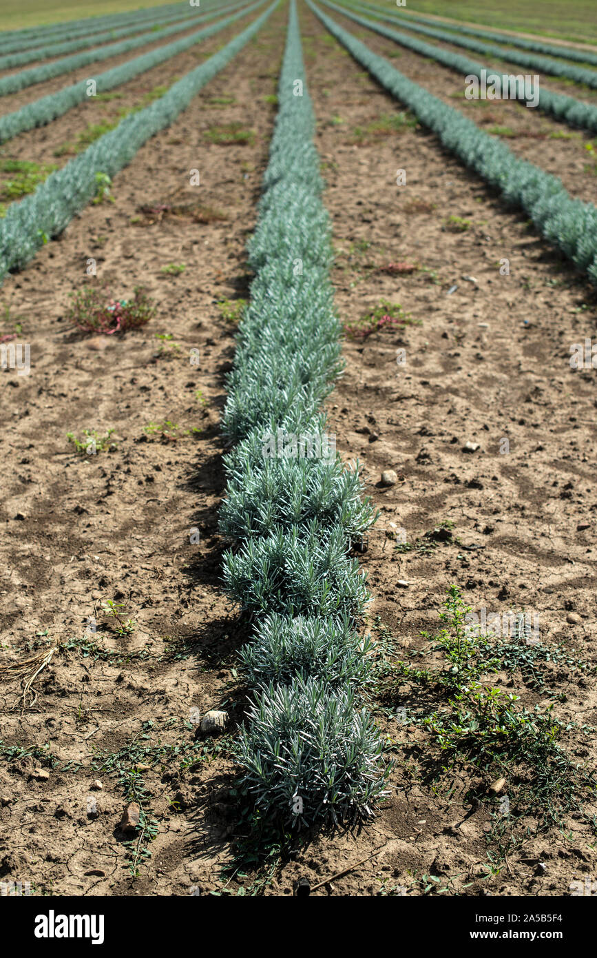 Lavandula petite plantes vertes. Lavandula nouvellement plantés. De plus en plus Industrialy la lavande en lignes. Les petits buissons verts. Banque D'Images