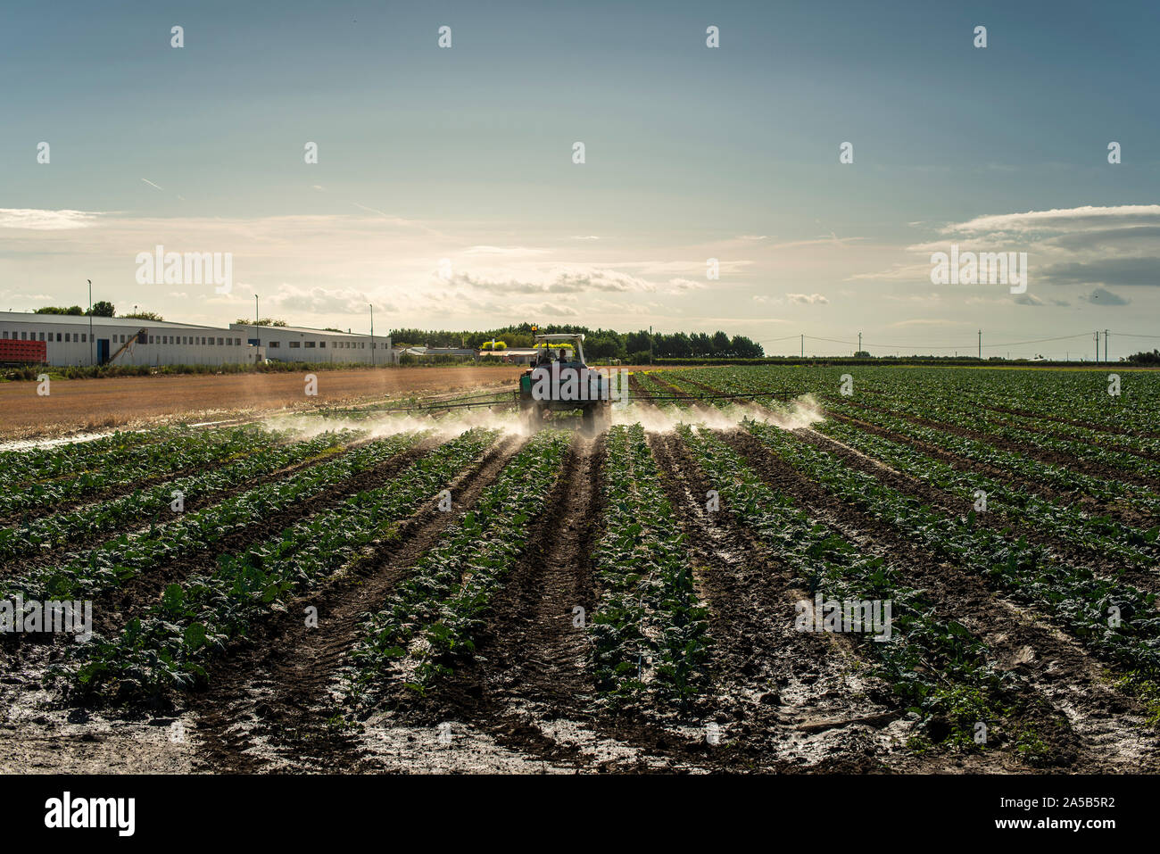 Un tracteur agricole plantes sprays avec des produits chimiques. Protection des plantes par l'utilisation de pesticides. Coucher du soleil sur le terrain. Banque D'Images