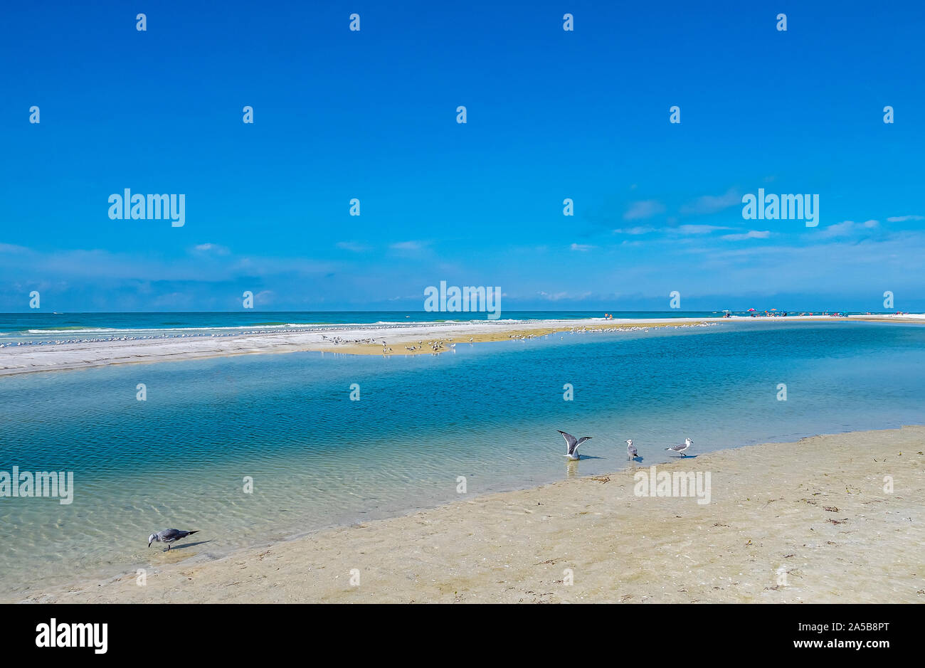 Les oiseaux de rivage sur Lido Beach sur le golfe du Mexique sur Lido Key à Sarasota en Floride aux États-Unis Banque D'Images